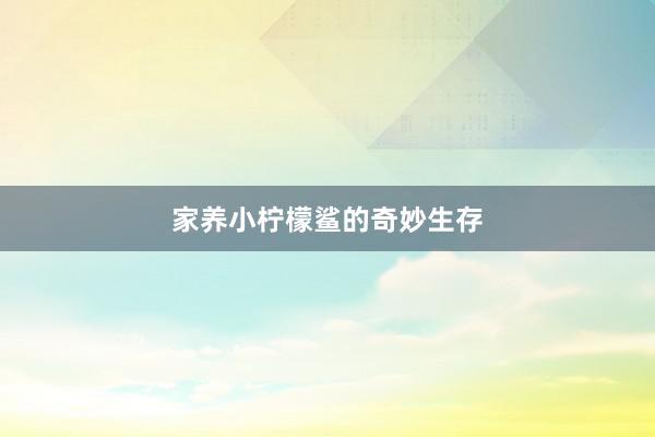 家养小柠檬鲨的奇妙生存